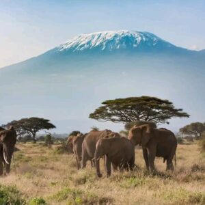 Overnight Safari to Amboseli National Park (2 Days / 1 Night)