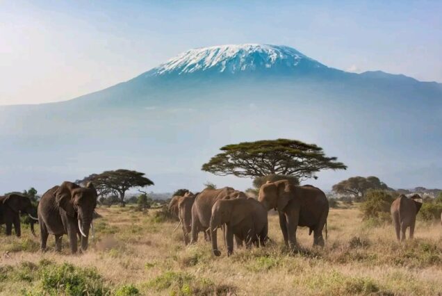 Overnight Safari to Amboseli National Park (2 Days / 1 Night)
