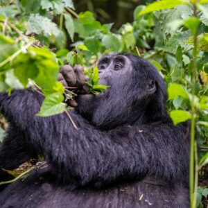 4 Days Lake Mburo Safari, Gorilla Trekking in Bwindi and Lake Bunyonyi Tour Uganda