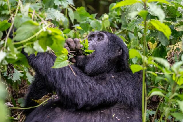 4 Days Lake Mburo Safari, Gorilla Trekking in Bwindi and Lake Bunyonyi Tour Uganda