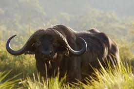 4 days Lake Naivasha, Lake Nakuru and Aberdare Safari