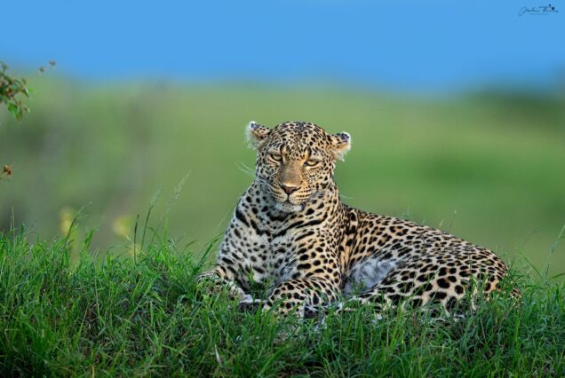 4 Days Maasai Mara Safari