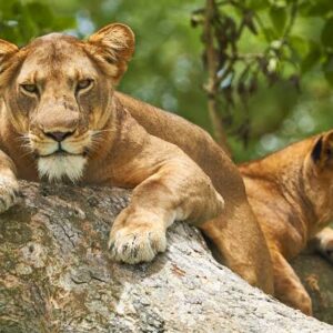 3 Days Queen Elizabeth National Park Safari Uganda