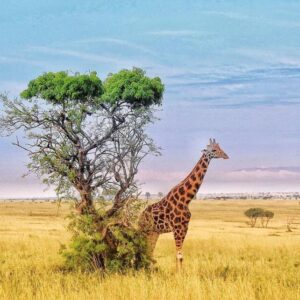 7 Days Uganda Adventure Safari