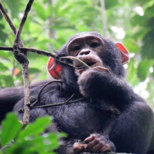 Overnight Safari to Ol Pejeta Conservancy (2 Days / 1 Night)