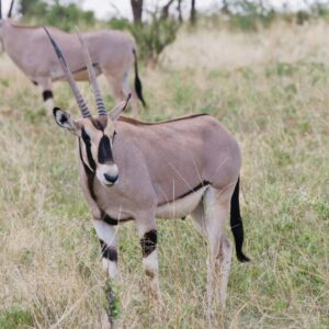 8-Day Namibia Explorer: Dunes, Coast & Wildlife Adventure