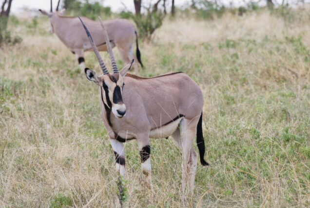 8-Day Namibia Explorer: Dunes, Coast & Wildlife Adventure