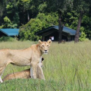 9 Days Kenya & Tanzania Safari and Beach Holiday