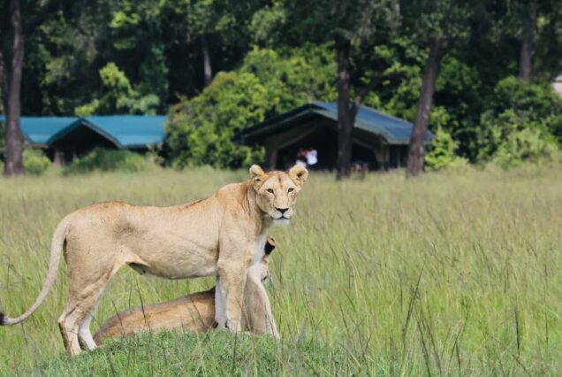 9 Days Kenya & Tanzania Safari and Beach Holiday