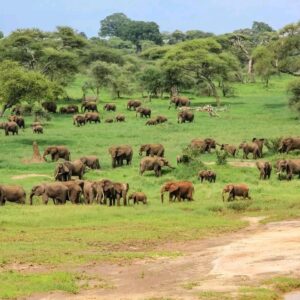 The Great Kenyan Wilderness Safari: A 12-Day Family Adventure
