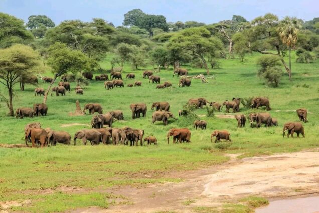 The Great Kenyan Wilderness Safari: A 12-Day Family Adventure