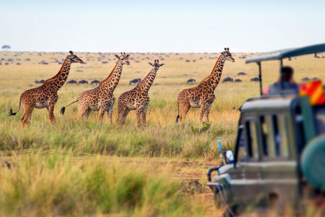5-Day Maasai Mara & Lake Naivasha Private Safari – A Journey to the Heart of Nature
